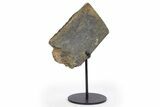 Fossil Sauropod Rib Bone Section w/ Metal Stand - Colorado #304844-2